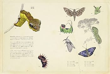 林檎と蝶 とが。 (Toga.) (JPN) – 赤林檎 (Akaringo) Lyrics | Genius Lyrics